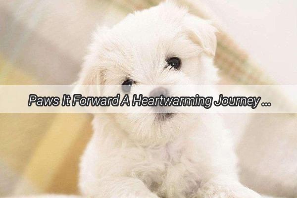 Paws It Forward A Heartwarming Journey to Healing at the Vets Office